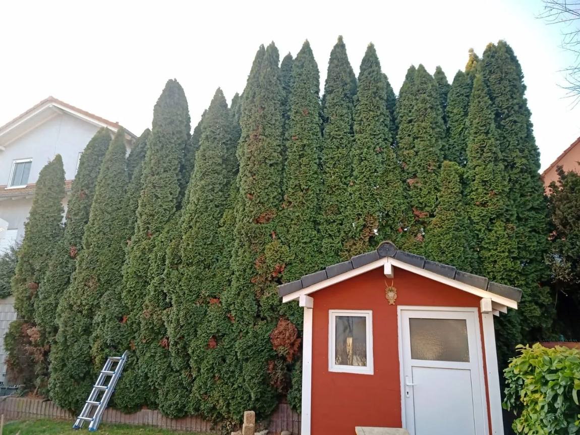 Hecke nach dem Formschnitt