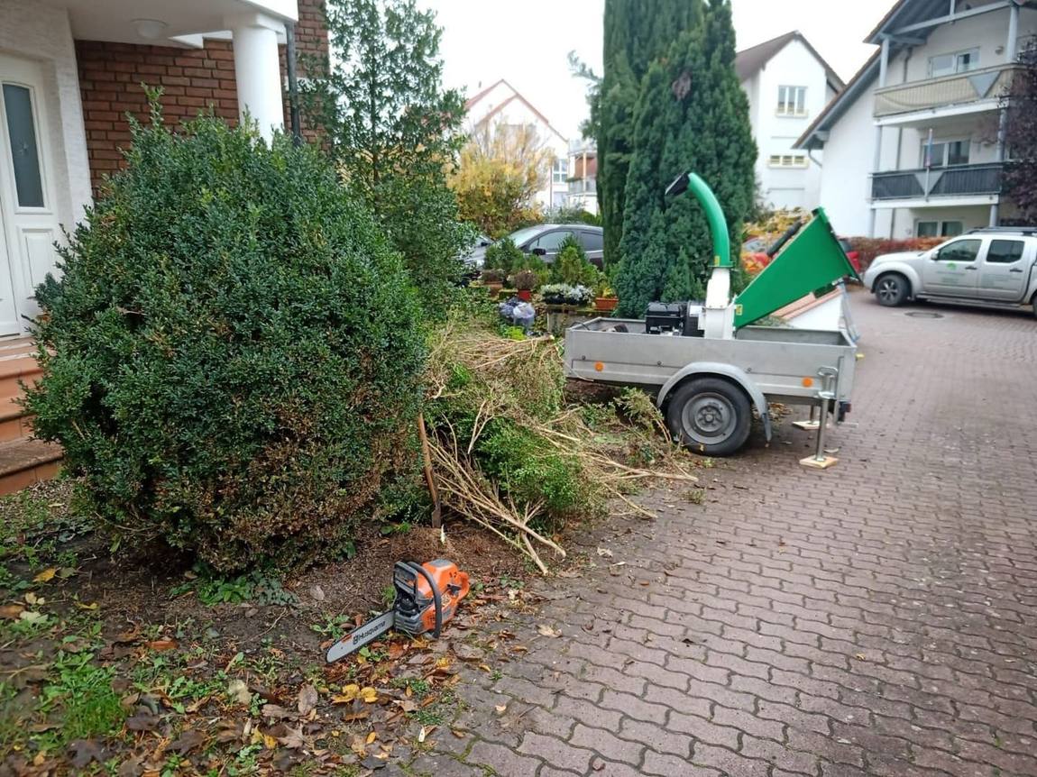 Rückschnitt einer hohen Hecke
